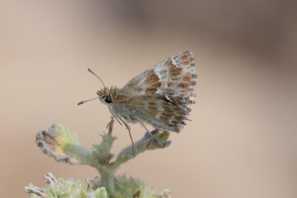 Hespérie de la Ballote (L') Carcharodus baeticus (Rambur, 1839)
