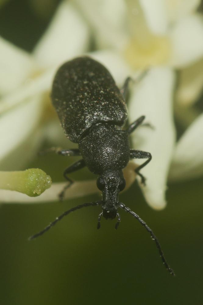 Mycterus curculioides (Fabricius, 1781)