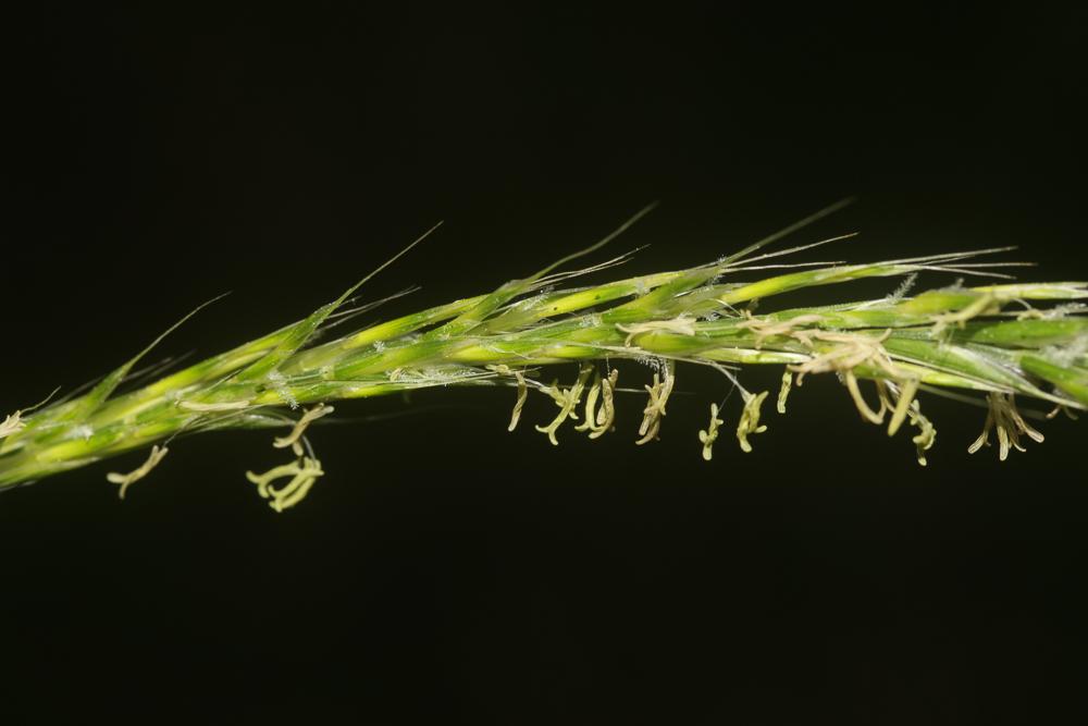 Gaudinie fragile Gaudinia fragilis (L.) P.Beauv., 1812