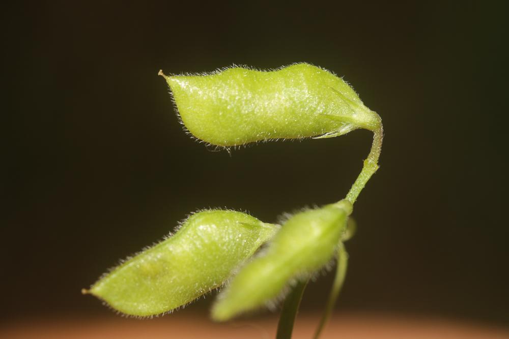 Vesce hérissée, Ers velu Vicia hirsuta (L.) Gray, 1821