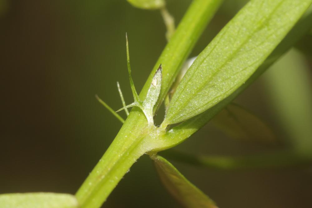 Vesce hérissée, Ers velu Vicia hirsuta (L.) Gray, 1821