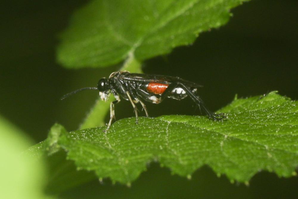 Macrophya militaris (Klug, 1817)