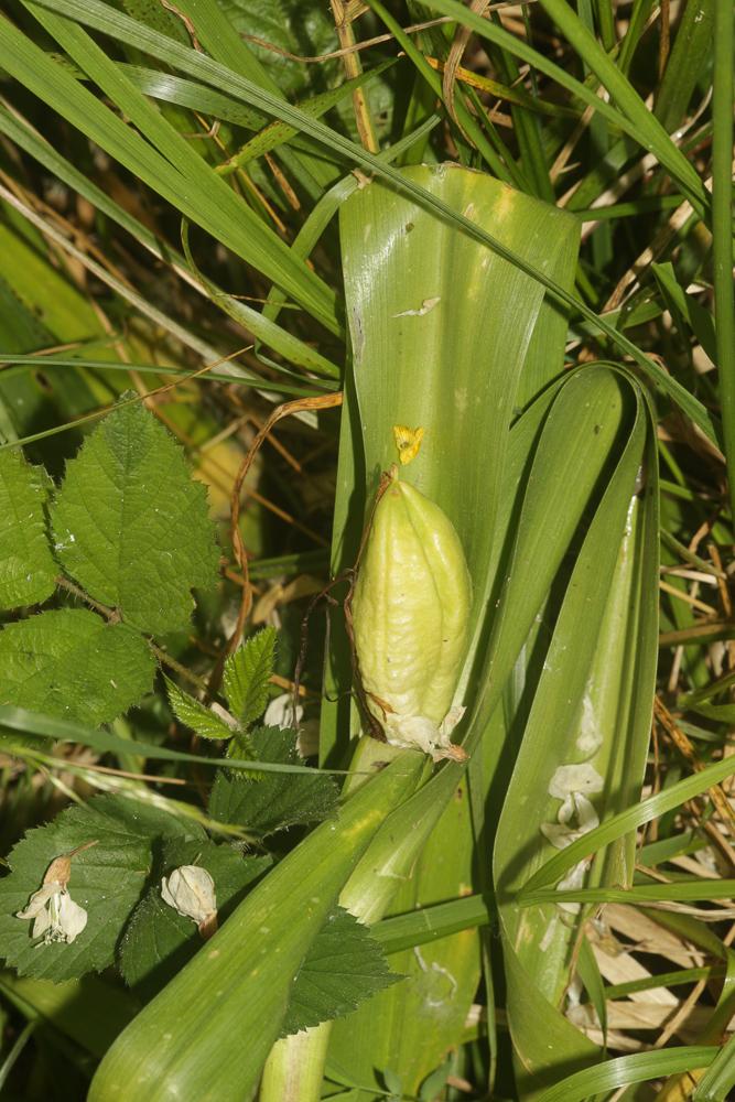 Colchique d'automne, Safran des prés Colchicum autumnale L., 1753
