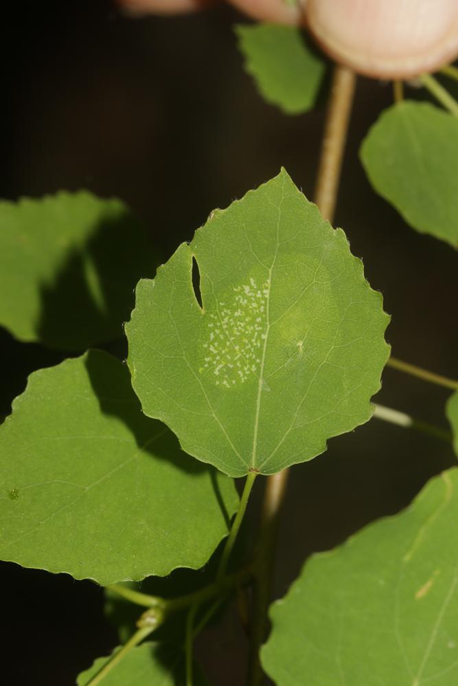 Phyllonorycter apparella (Herrich-Schäffer, 1855)