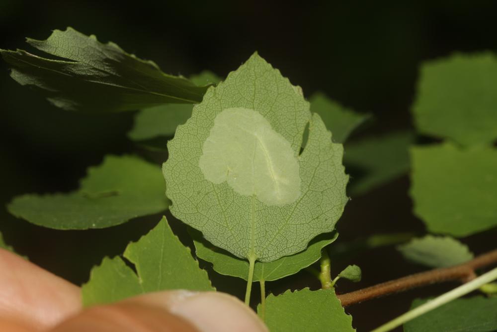 Phyllonorycter apparella (Herrich-Schäffer, 1855)