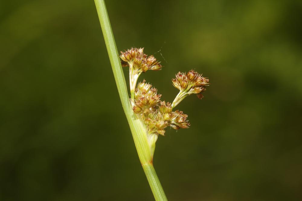 Jonc aggloméré Juncus conglomeratus L., 1753