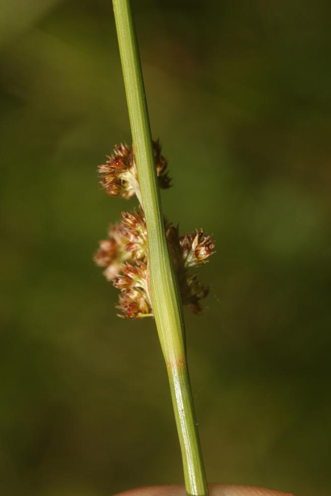 Jonc aggloméré Juncus conglomeratus L., 1753