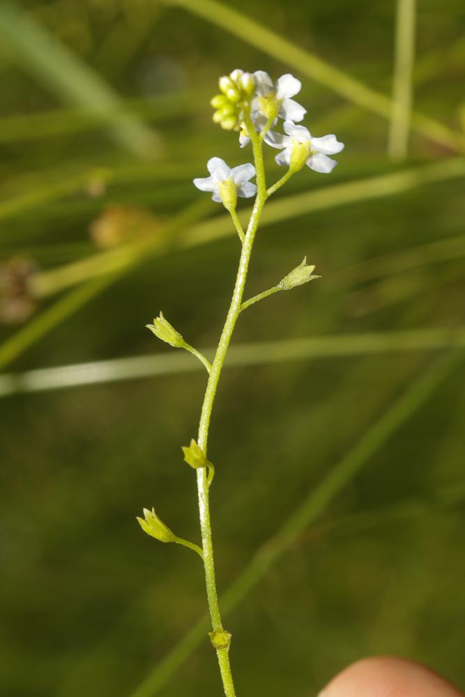 Myosotis des marais, Myosotis faux Scorpion Myosotis scorpioides L., 1753