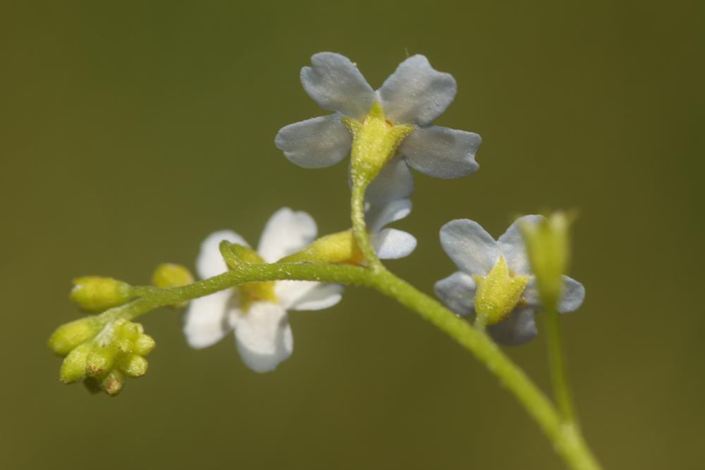 Myosotis des marais, Myosotis faux Scorpion Myosotis scorpioides L., 1753