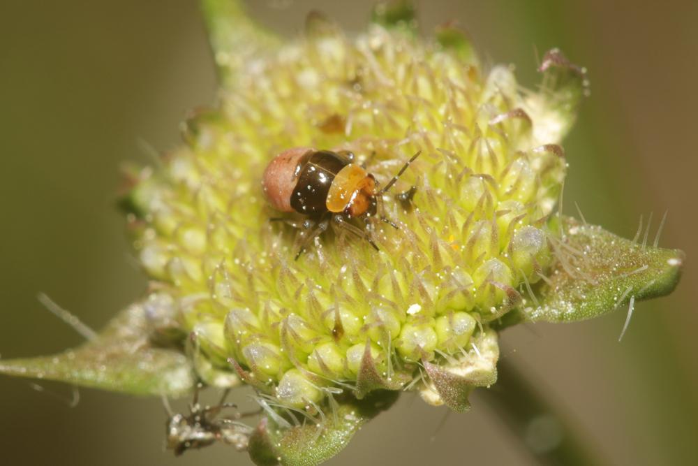 Strongylocoris obscurus (Rambur, 1839)