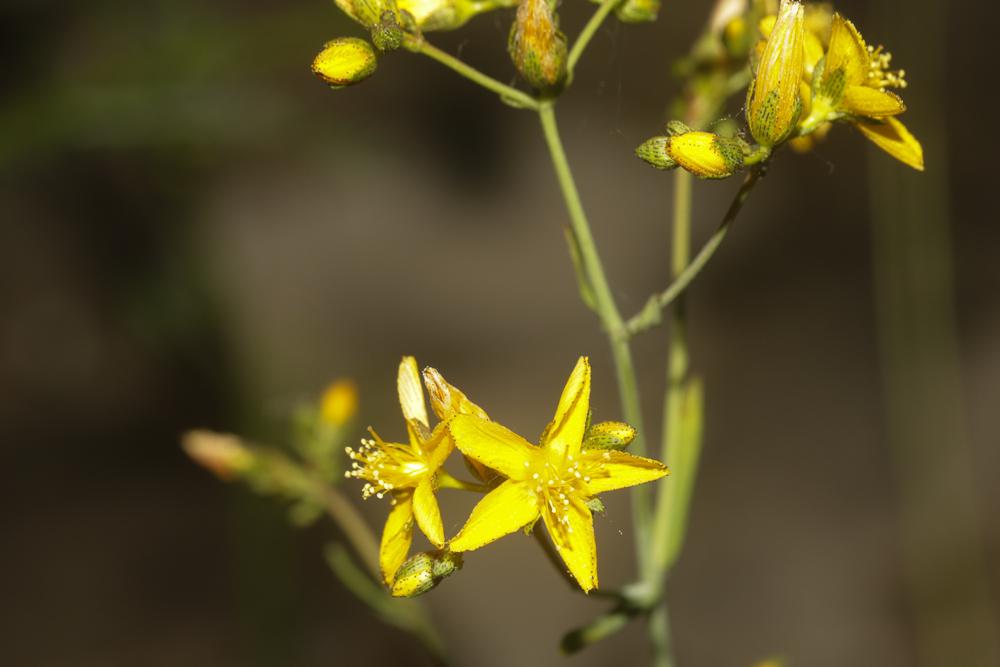 Millepertuis à feuilles de lin, Millepertuis à feu Hypericum linariifolium Vahl, 1790