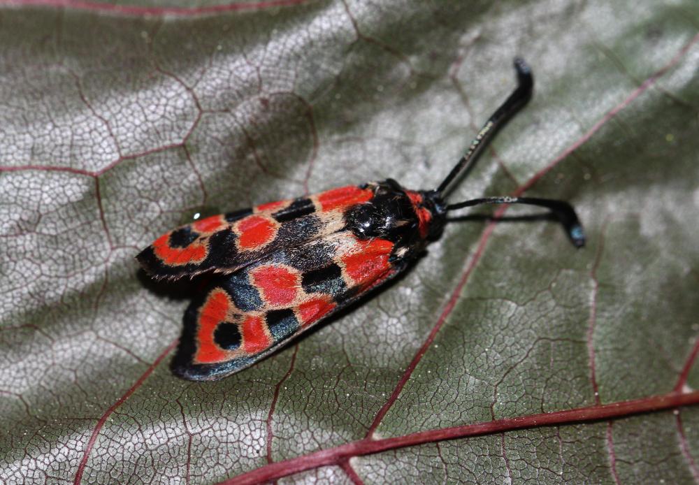 Zygène de la Petite coronille (La) Zygaena fausta (Linnaeus, 1767)