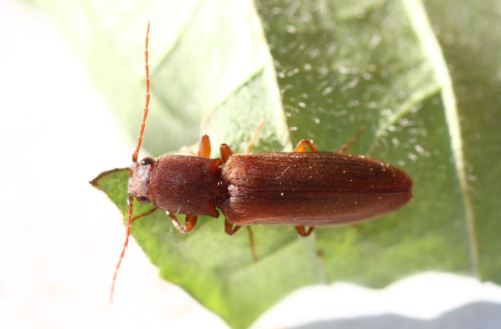 Athous campyloides Newman, 1833