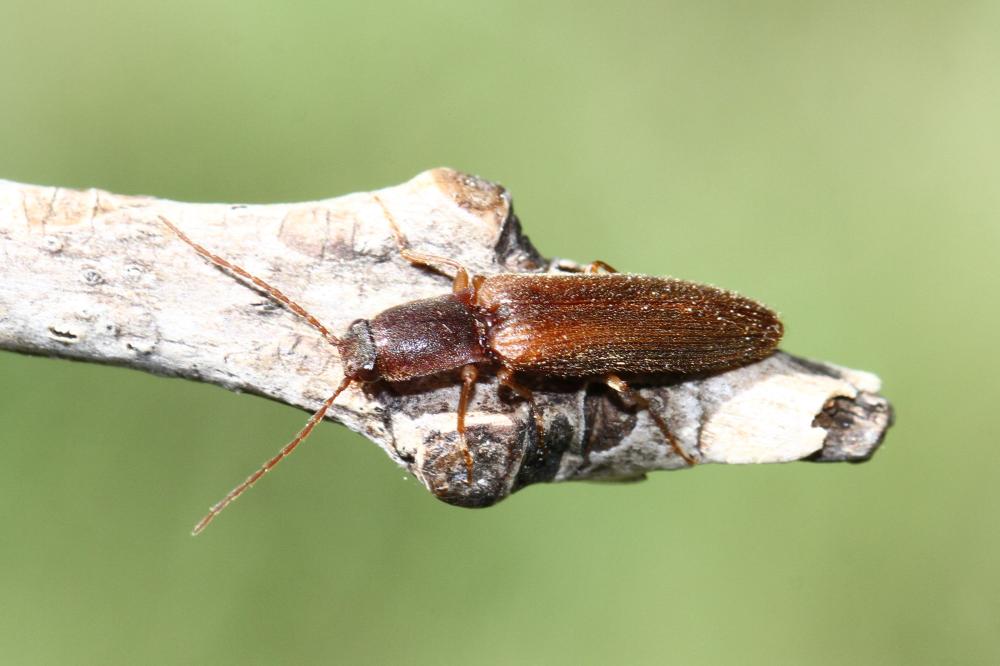 Athous campyloides Newman, 1833
