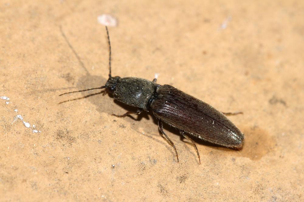 Taupin des jardins Athous haemorrhoidalis (Fabricius, 1801)