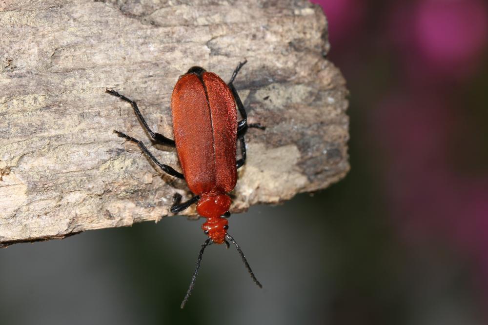 Cardinal à tête rouge Pyrochroa serraticornis (Scopoli, 1763)