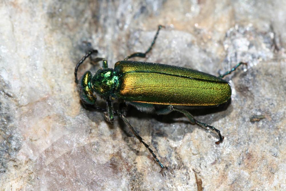 Mouche d'Espagne (la), Cantharide (la) Lytta vesicatoria (Linnaeus, 1758)