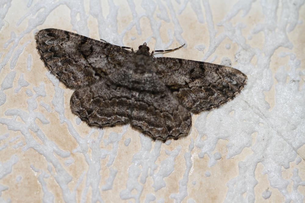Boarmie rhomboïdale (La), Boarmie commune (La) Peribatodes rhomboidaria (Denis & Schiffermüller, 1775)