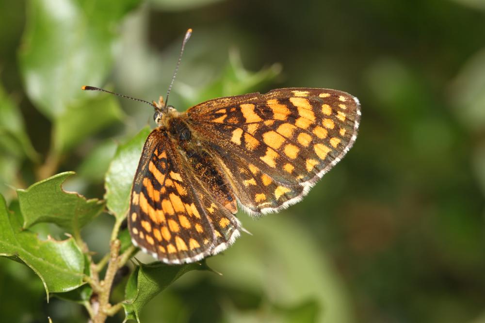 Mélitée du Mélampyre (La), Damier Athalie (Le) Melitaea athalia (Rottemburg, 1775)
