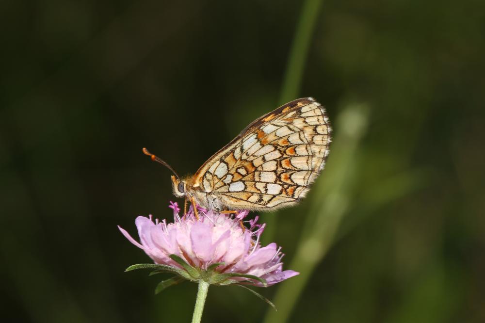 Mélitée du Mélampyre (La), Damier Athalie (Le) Melitaea athalia (Rottemburg, 1775)