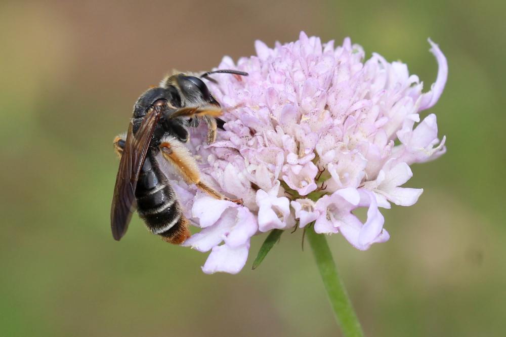 Andrène de la scabieuse Andrena hattorfiana (Fabricius, 1775)
