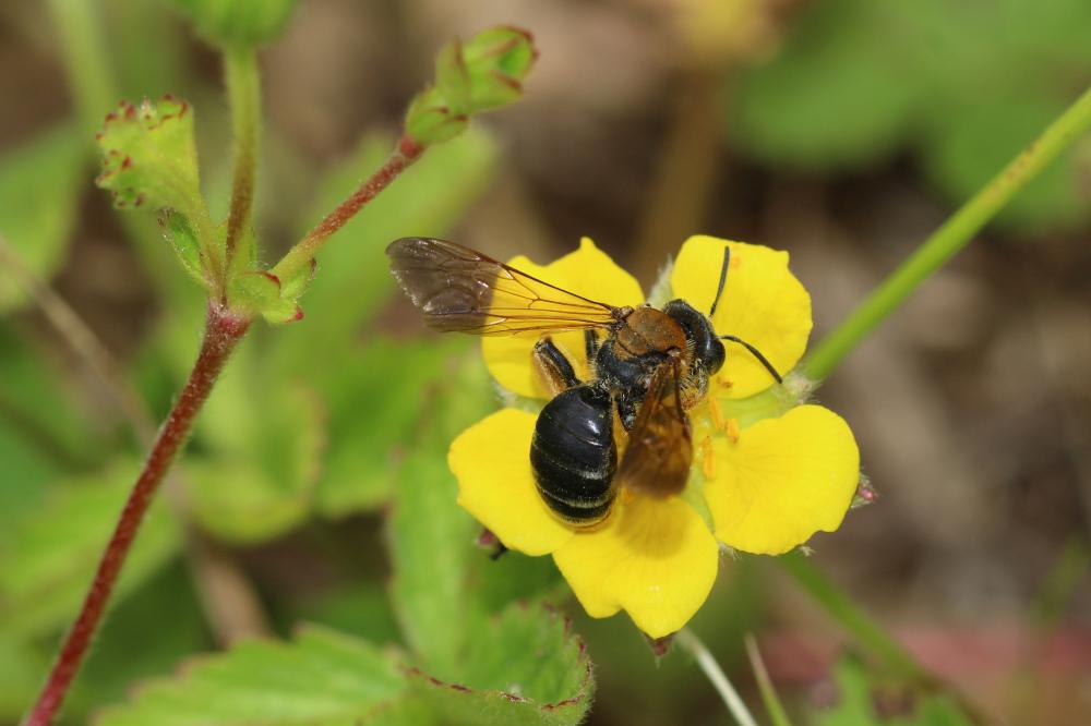 Andrena limbata Eversmann, 1852