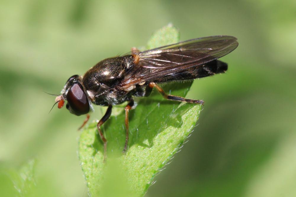 Cheilosia soror (Zetterstedt, 1843)