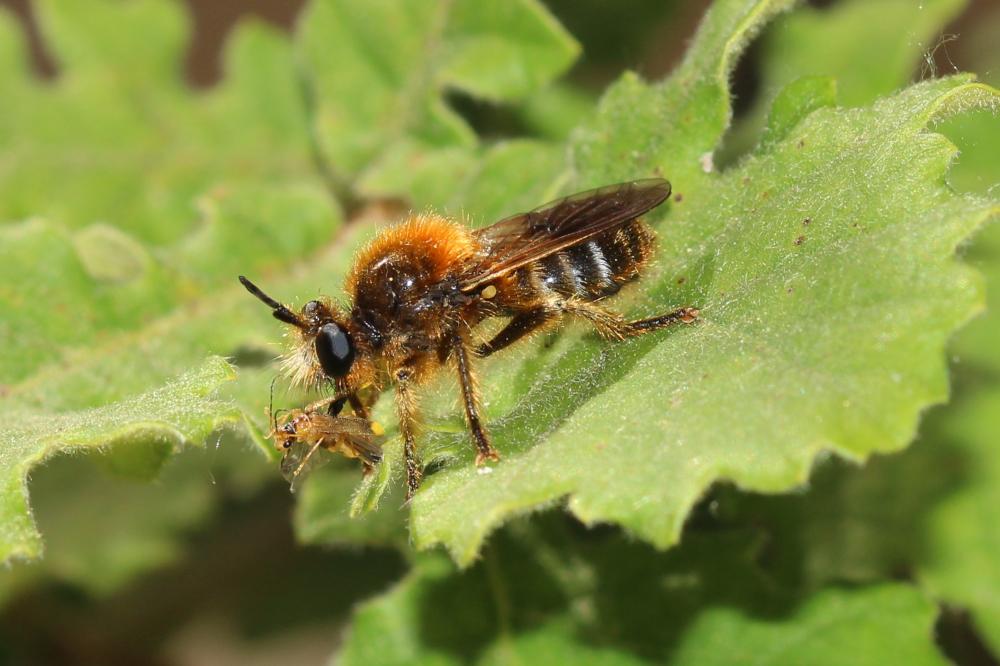 Choerades fuliginosa (Panzer, 1798)