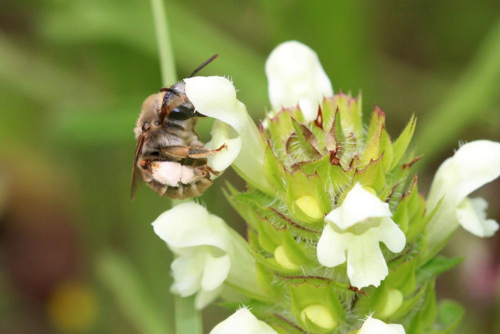 Eucère grise Eucera cineraria Eversmann, 1852