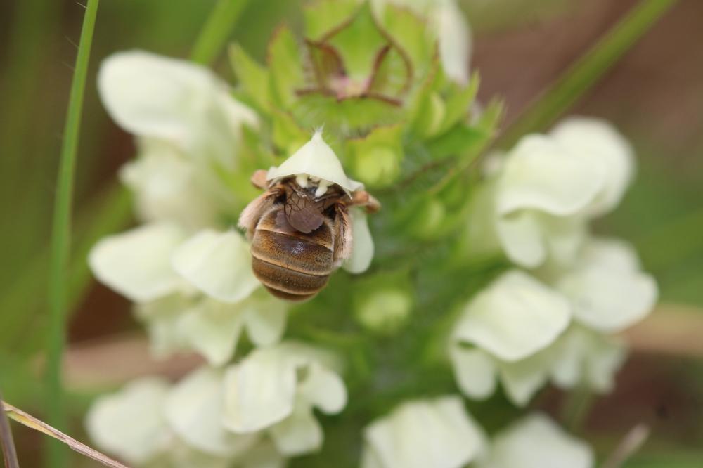 Eucère grise Eucera cineraria Eversmann, 1852