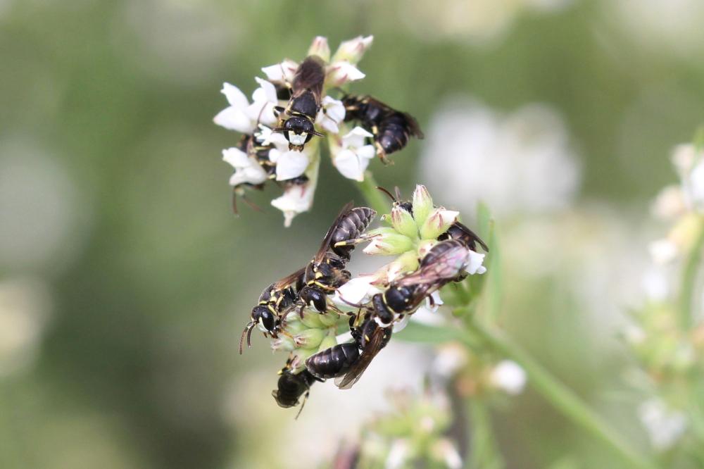 Hylaeus Fabricius, 1793