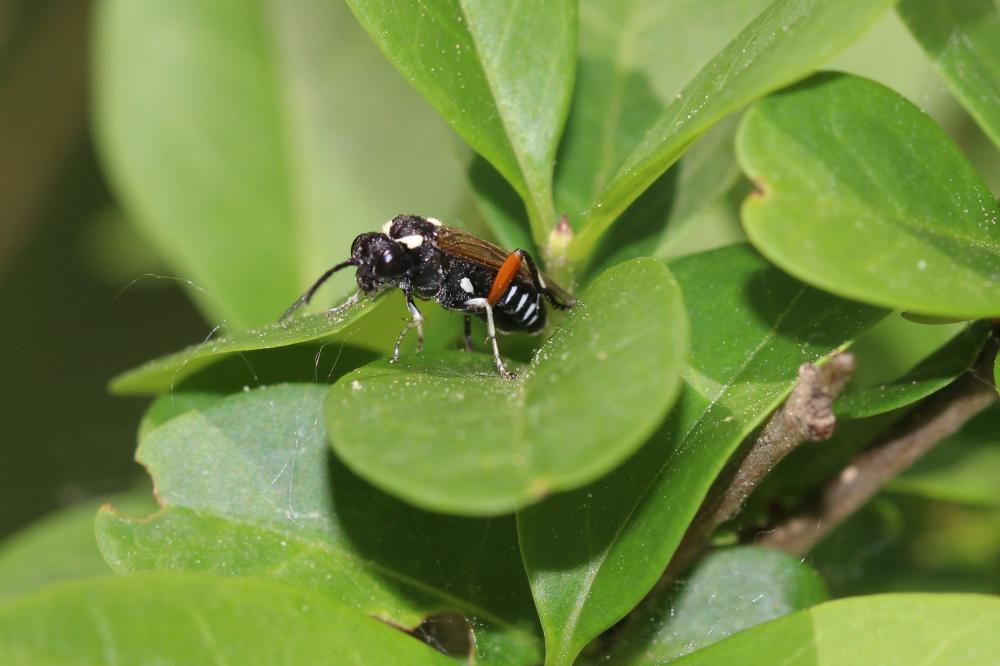 Mouche-à-scie noire à ventre bordé de taches jaune Macrophya punctumalbum (Linnaeus, 1767)