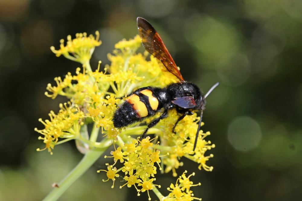 Megascolia maculata flavifrons (Fabricius, 1775)