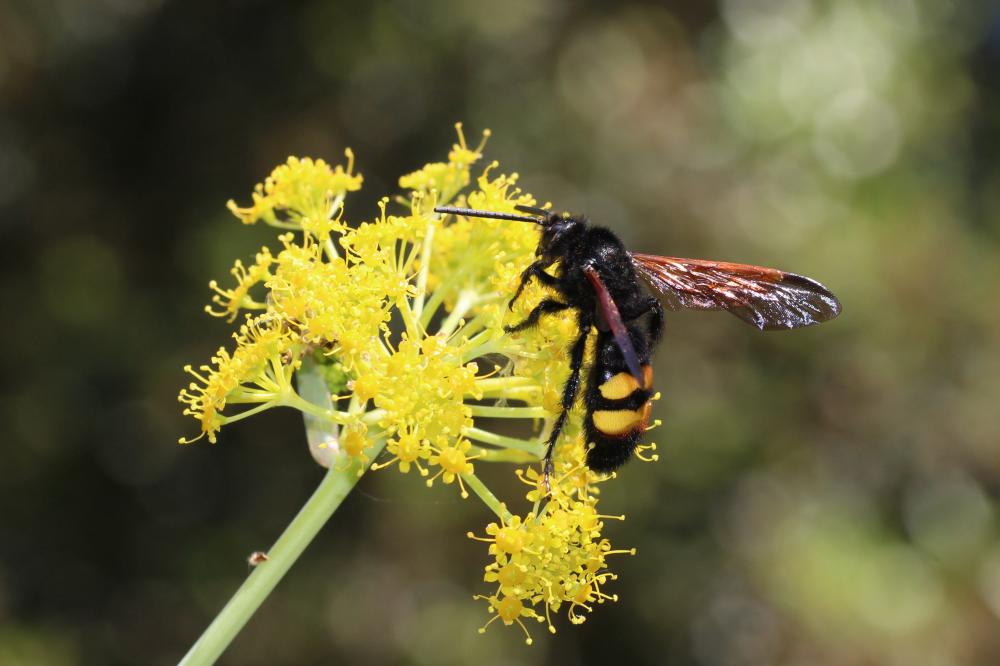Megascolia maculata flavifrons (Fabricius, 1775)