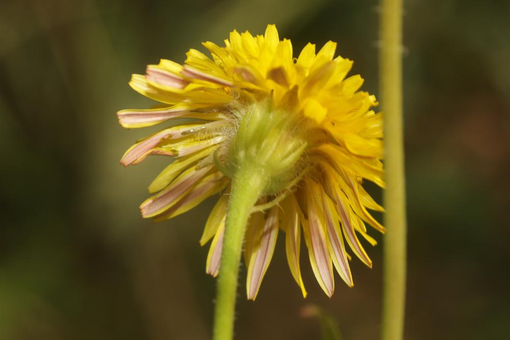Crépide hérissée Crepis setosa Haller f., 1797