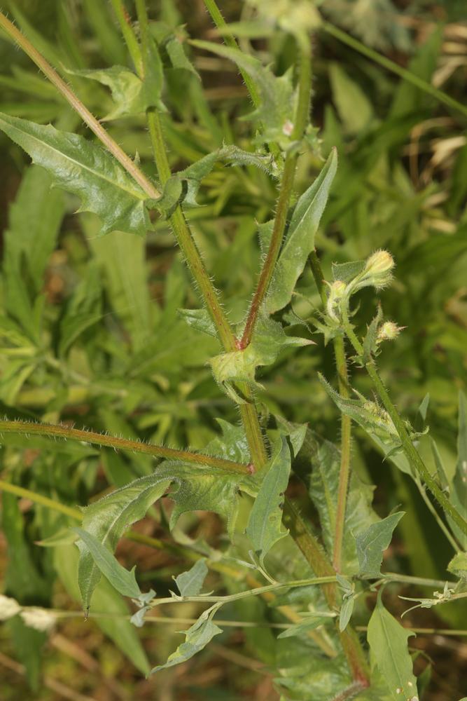 Crépide hérissée Crepis setosa Haller f., 1797
