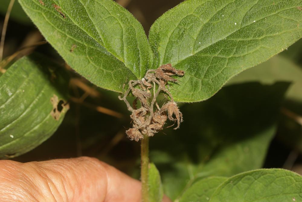 Consoude à tubercules Symphytum tuberosum L., 1753