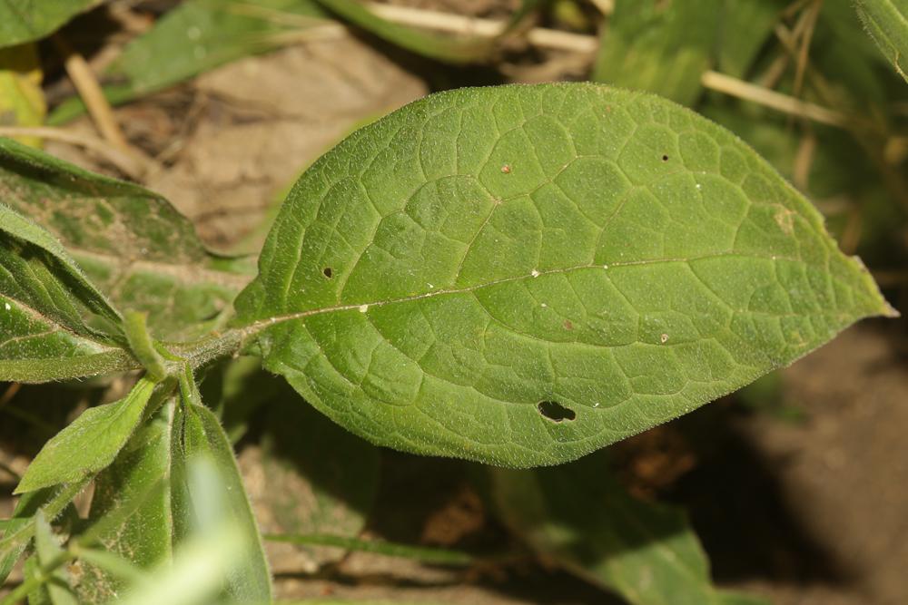 Consoude à tubercules Symphytum tuberosum L., 1753