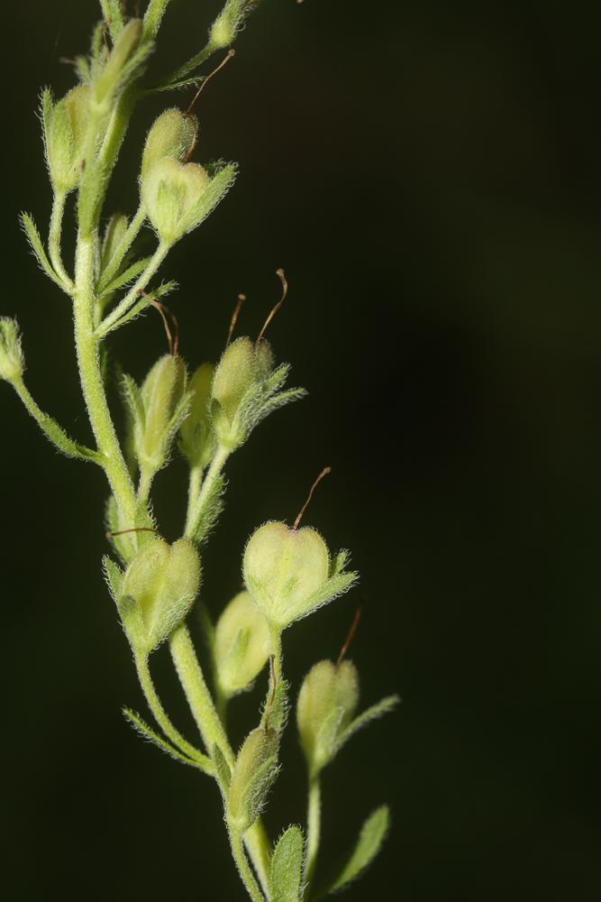 Teucride d'Allemagne Veronica teucrium L., 1762