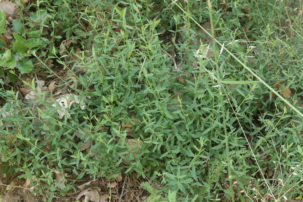 Aster âcre Galatella sedifolia (L.) Greuter, 2003