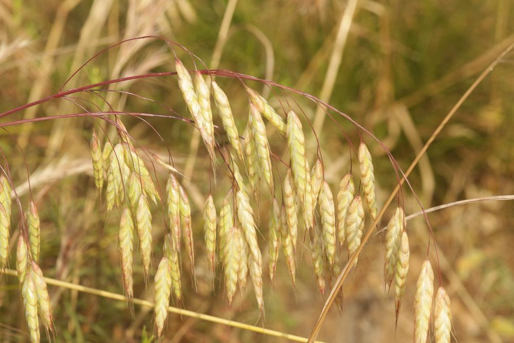 Brome raboteux Bromus squarrosus L., 1753