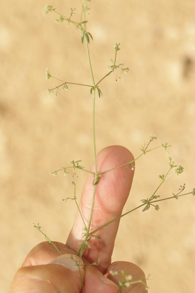 Gaillet divariqué Galium divaricatum Pourr. ex Lam., 1788