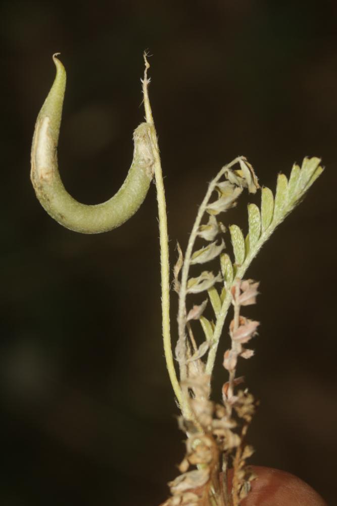 Astragale à gousses en hameçon Astragalus hamosus L., 1753