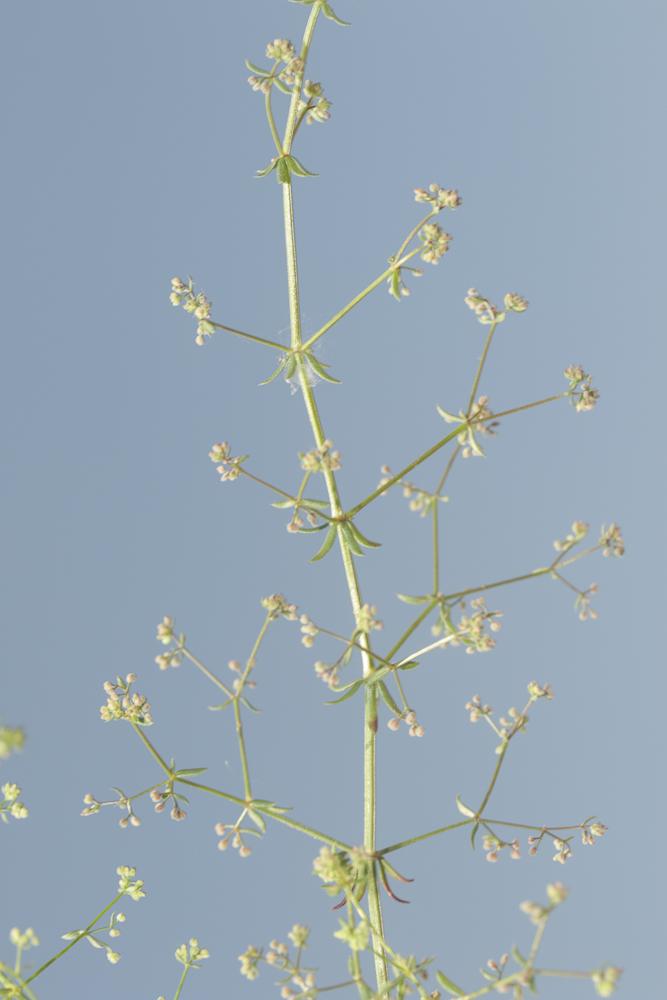Gaillet divariqué Galium divaricatum Pourr. ex Lam., 1788