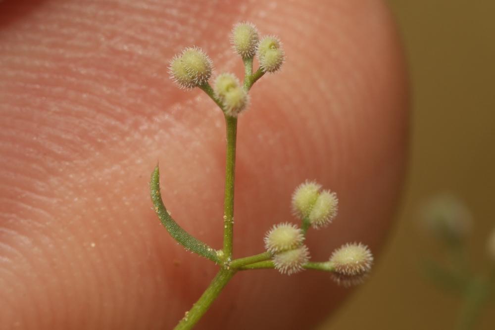 Gaillet divariqué Galium divaricatum Pourr. ex Lam., 1788
