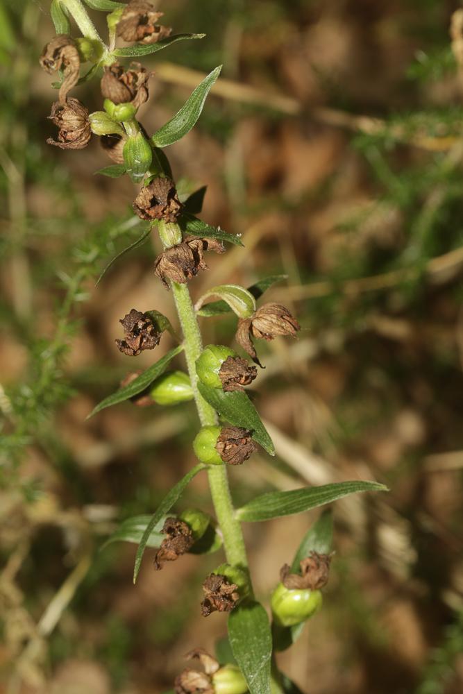 Épipactis à larges feuilles, Elléborine à larges f Epipactis helleborine (L.) Crantz, 1769