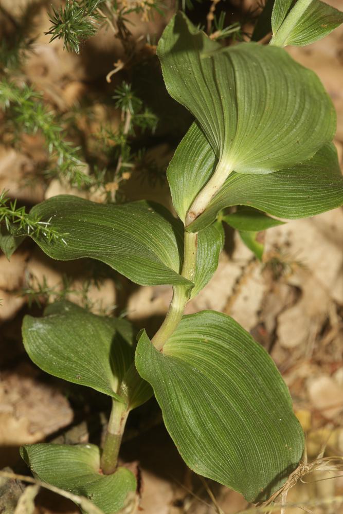 Épipactis à larges feuilles, Elléborine à larges f Epipactis helleborine (L.) Crantz, 1769