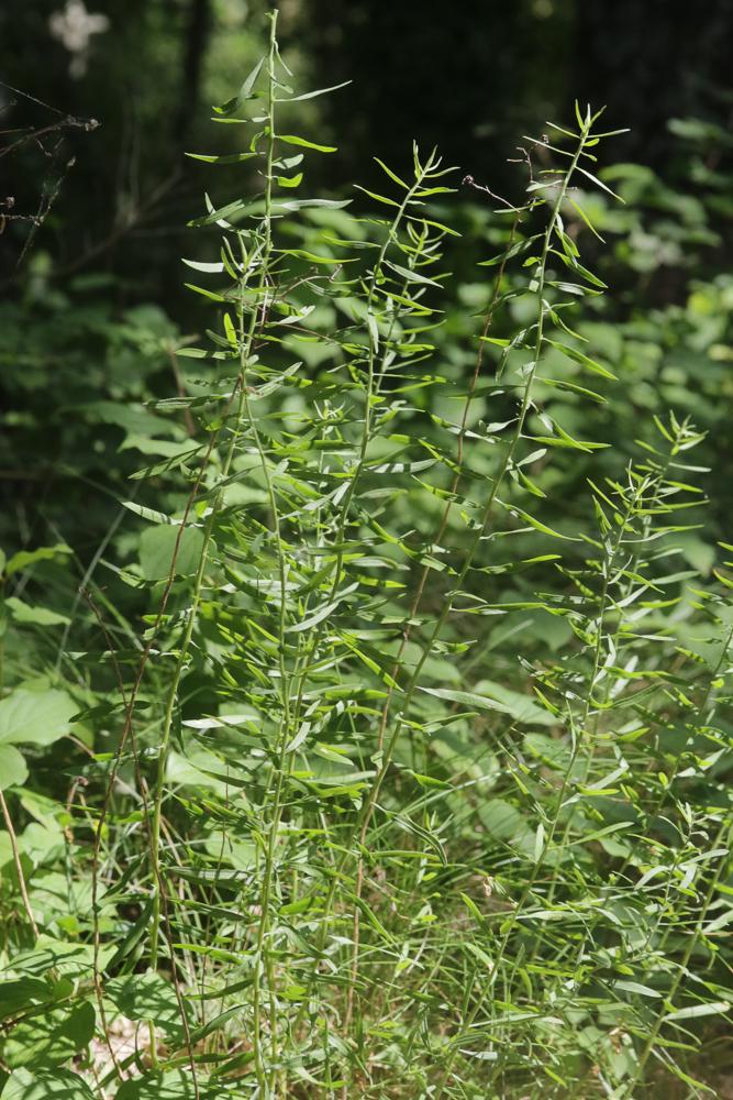 Aster âcre Galatella sedifolia (L.) Greuter, 2003