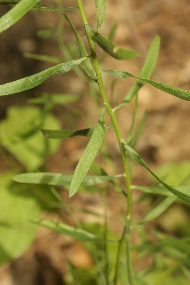 Aster âcre Galatella sedifolia (L.) Greuter, 2003