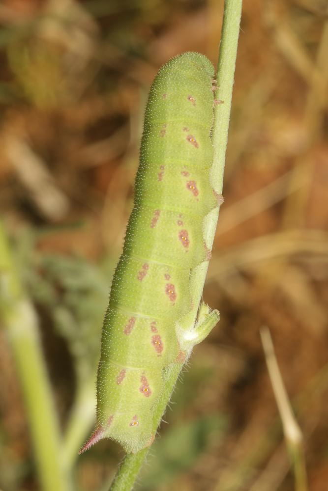 Sphinx-Bourdon (Le), Sphinx de la Scabieuse (Le) Hemaris tityus (Linnaeus, 1758)